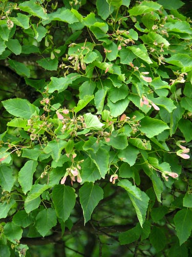 Acer tataricum